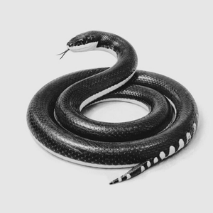 出雲に置ける神の使い「セグロウミヘビの絵」